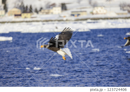 海の王者 流氷の使者 オオワシ 北海道目梨郡羅臼町にて撮影 123724406