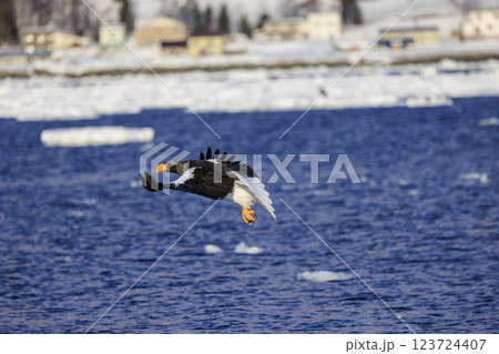 海の王者 流氷の使者 オオワシ 北海道目梨郡羅臼町にて撮影 123724407