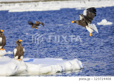 海の王者 流氷の使者 オオワシ 北海道目梨郡羅臼町にて撮影 海の王者 流氷の使者 オオワシ 北海道目梨郡羅臼町にて撮影 123724408