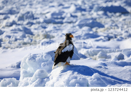 海の王者 流氷の使者 オオワシ 北海道目梨郡羅臼町にて撮影 123724412