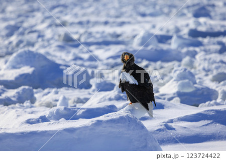 海の王者 流氷の使者 オオワシ 北海道目梨郡羅臼町にて撮影 123724422
