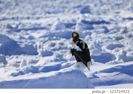 海の王者 流氷の使者 オオワシ 北海道目梨郡羅臼町にて撮影 123724425