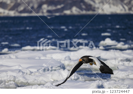 海の王者 流氷の使者 オオワシ 北海道目梨郡羅臼町にて撮影 123724447