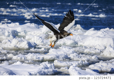 海の王者 流氷の使者 オオワシ 北海道目梨郡羅臼町にて撮影 123724471