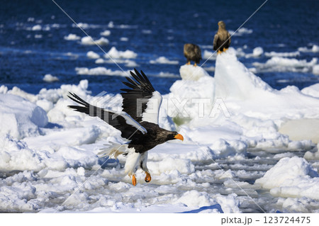 海の王者 流氷の使者 オオワシ 北海道目梨郡羅臼町にて撮影 123724475
