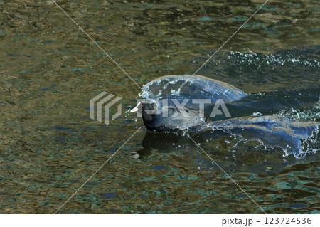 きれいな水面に着水するオオバン きれいな水面に着水するオオバン 123724536