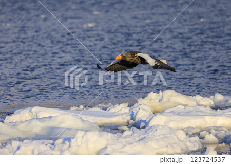 海の王者 流氷の使者 オオワシ 北海道目梨郡羅臼町にて撮影 123724537