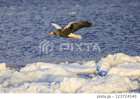 海の王者 流氷の使者 オオワシ 北海道目梨郡羅臼町にて撮影 123724540