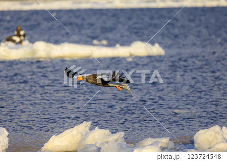 海の王者 流氷の使者 オオワシ 北海道目梨郡羅臼町にて撮影 123724548