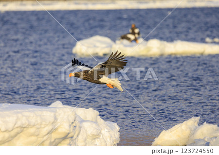海の王者 流氷の使者 オオワシ 北海道目梨郡羅臼町にて撮影 123724550