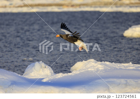 海の王者 流氷の使者 オオワシ 北海道目梨郡羅臼町にて撮影 123724561