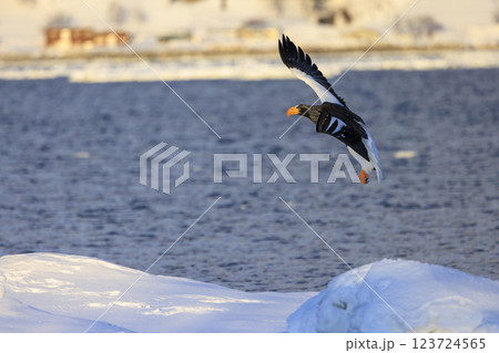 海の王者 流氷の使者 オオワシ 北海道目梨郡羅臼町にて撮影 123724565