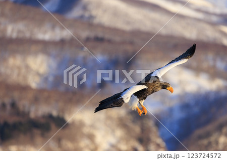 海の王者 流氷の使者 オオワシ 北海道目梨郡羅臼町にて撮影 海の王者 流氷の使者 オオワシ 北海道目梨郡羅臼町にて撮影 123724572