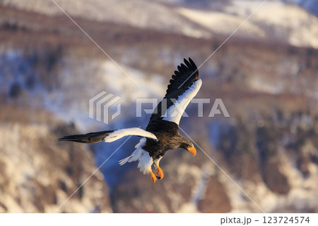 海の王者 流氷の使者 オオワシ 北海道目梨郡羅臼町にて撮影 海の王者 流氷の使者 オオワシ 北海道目梨郡羅臼町にて撮影 123724574