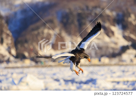 海の王者 流氷の使者 オオワシ 北海道目梨郡羅臼町にて撮影 123724577
