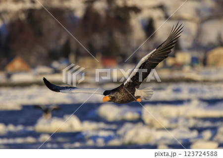 海の王者 流氷の使者 オオワシ 北海道目梨郡羅臼町にて撮影 海の王者 流氷の使者 オオワシ 北海道目梨郡羅臼町にて撮影 123724588