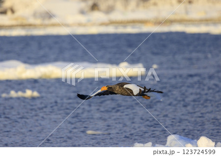 海の王者 流氷の使者 オオワシ 北海道目梨郡羅臼町にて撮影 123724599