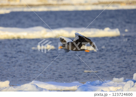 海の王者 流氷の使者 オオワシ 北海道目梨郡羅臼町にて撮影 123724600