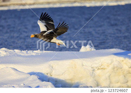 海の王者 流氷の使者 オオワシ 北海道目梨郡羅臼町にて撮影 海の王者 流氷の使者 オオワシ 北海道目梨郡羅臼町にて撮影 123724607