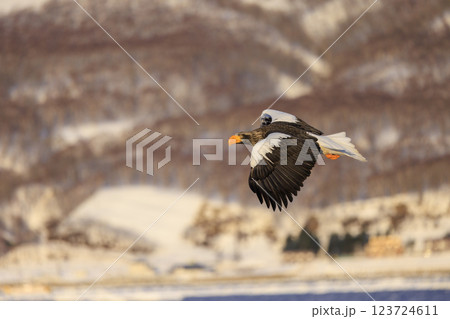 海の王者 流氷の使者 オオワシ 北海道目梨郡羅臼町にて撮影 123724611