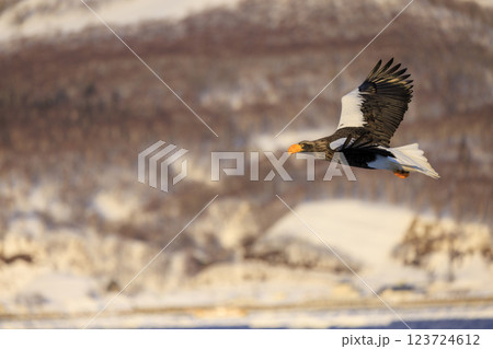 海の王者 流氷の使者 オオワシ 北海道目梨郡羅臼町にて撮影 海の王者 流氷の使者 オオワシ 北海道目梨郡羅臼町にて撮影 123724612