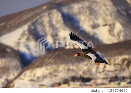 海の王者 流氷の使者 オオワシ 北海道目梨郡羅臼町にて撮影 海の王者 流氷の使者 オオワシ 北海道目梨郡羅臼町にて撮影 123724622