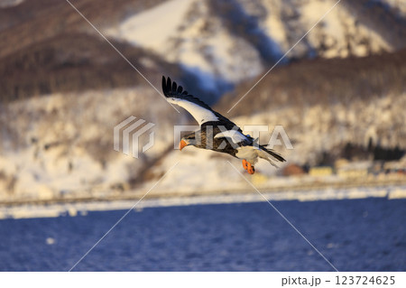 海の王者 流氷の使者 オオワシ 北海道目梨郡羅臼町にて撮影 123724625