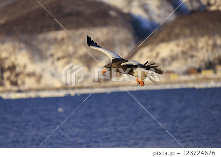 海の王者 流氷の使者 オオワシ 北海道目梨郡羅臼町にて撮影 海の王者 流氷の使者 オオワシ 北海道目梨郡羅臼町にて撮影 123724626