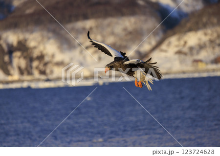 海の王者 流氷の使者 オオワシ 北海道目梨郡羅臼町にて撮影 123724628
