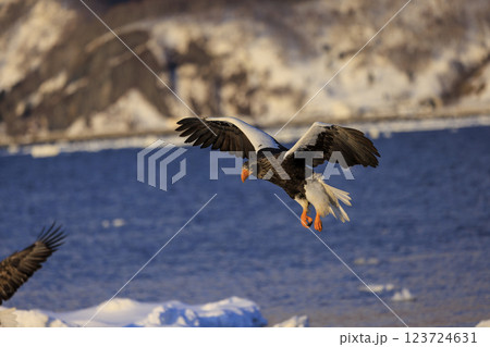 海の王者 流氷の使者 オオワシ 北海道目梨郡羅臼町にて撮影 123724631