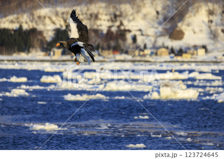 海の王者 流氷の使者 オオワシ 北海道目梨郡羅臼町にて撮影 123724645