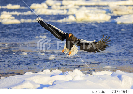海の王者 流氷の使者 オオワシ 北海道目梨郡羅臼町にて撮影 海の王者 流氷の使者 オオワシ 北海道目梨郡羅臼町にて撮影 123724649