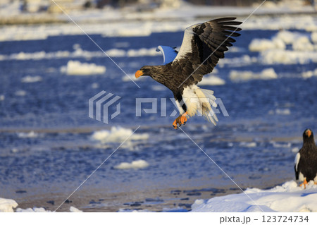 海の王者 流氷の使者 オオワシ 北海道目梨郡羅臼町にて撮影 123724734
