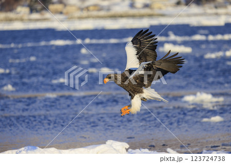 海の王者 流氷の使者 オオワシ 北海道目梨郡羅臼町にて撮影 海の王者 流氷の使者 オオワシ 北海道目梨郡羅臼町にて撮影 123724738