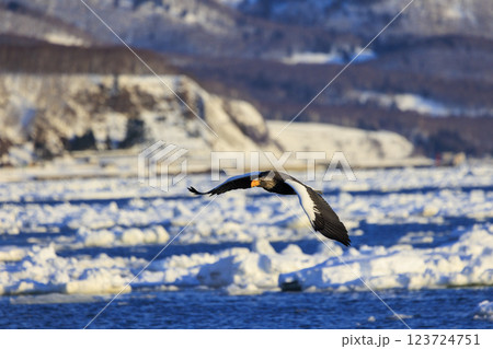 海の王者 流氷の使者 オオワシ 北海道目梨郡羅臼町にて撮影 123724751