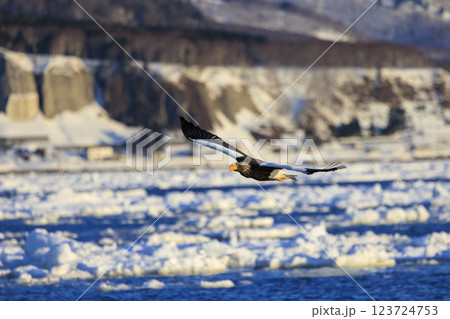 海の王者 流氷の使者 オオワシ 北海道目梨郡羅臼町にて撮影 海の王者 流氷の使者 オオワシ 北海道目梨郡羅臼町にて撮影 123724753