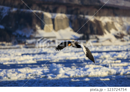 海の王者 流氷の使者 オオワシ 北海道目梨郡羅臼町にて撮影 123724754