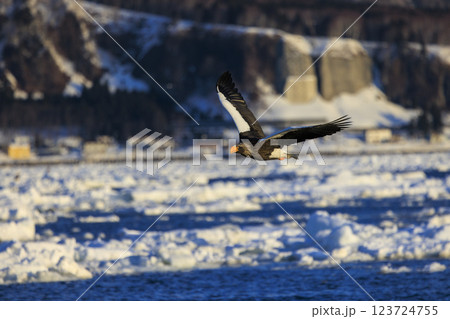 海の王者 流氷の使者 オオワシ 北海道目梨郡羅臼町にて撮影 123724755
