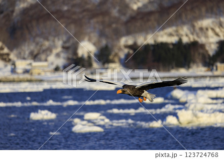 海の王者 流氷の使者 オオワシ 北海道目梨郡羅臼町にて撮影 123724768