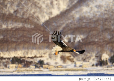 海の王者 流氷の使者 オオワシ 北海道目梨郡羅臼町にて撮影 123724771