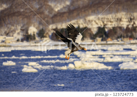 海の王者 流氷の使者 オオワシ 北海道目梨郡羅臼町にて撮影 123724773
