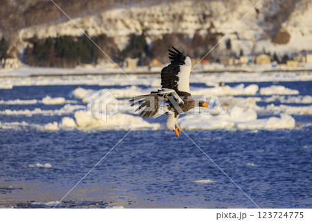 海の王者 流氷の使者 オオワシ 北海道目梨郡羅臼町にて撮影 海の王者 流氷の使者 オオワシ 北海道目梨郡羅臼町にて撮影 123724775