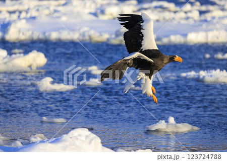海の王者 流氷の使者 オオワシ 北海道目梨郡羅臼町にて撮影 123724788
