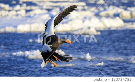 海の王者 流氷の使者 オオワシ 北海道目梨郡羅臼町にて撮影 123724789