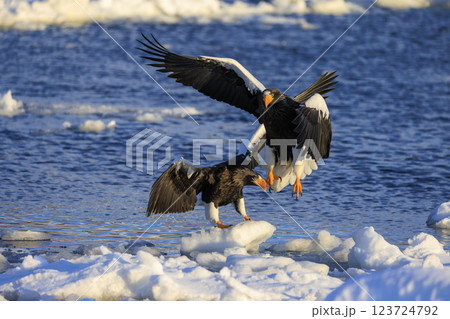 海の王者 流氷の使者 オオワシ 北海道目梨郡羅臼町にて撮影 123724792