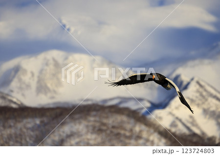 海の王者 流氷の使者 オオワシ 北海道目梨郡羅臼町にて撮影 123724803