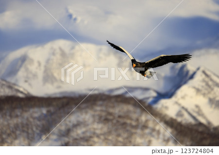 海の王者 流氷の使者 オオワシ 北海道目梨郡羅臼町にて撮影 123724804