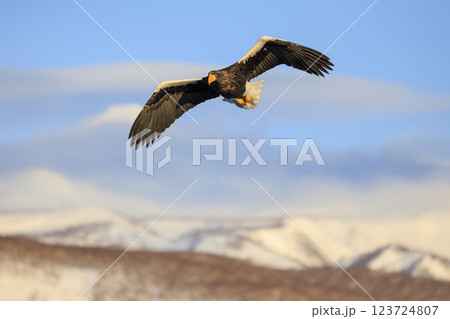 海の王者 流氷の使者 オオワシ 北海道目梨郡羅臼町にて撮影 123724807