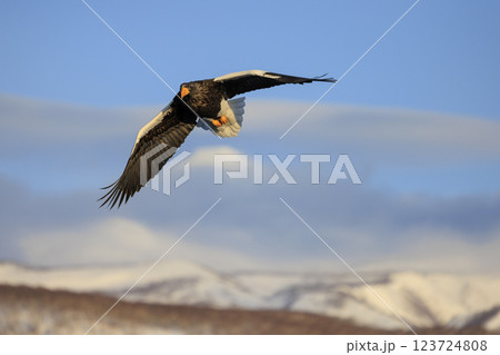 海の王者 流氷の使者 オオワシ 北海道目梨郡羅臼町にて撮影 123724808