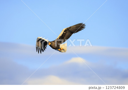 海の王者 流氷の使者 オオワシ 北海道目梨郡羅臼町にて撮影 123724809